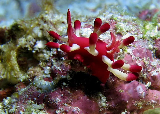 Underwater Photography